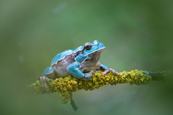 Raganella intermedia - Italian Tree frog (Hyla intermedia)