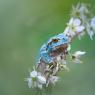 Raganella intermedia - Italian Tree frog (Hyla intermedia)