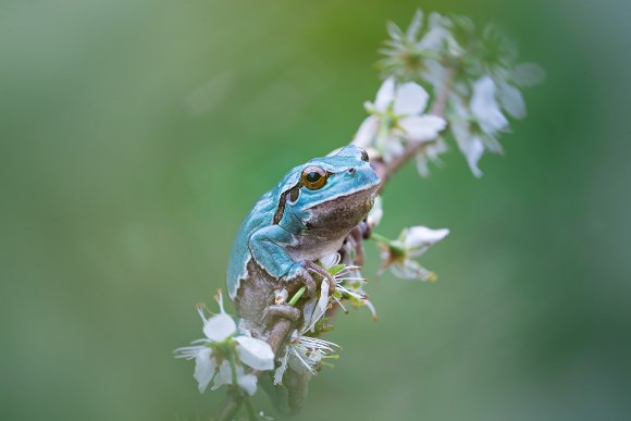 Raganella intermedia - Italian Tree frog (Hyla intermedia)