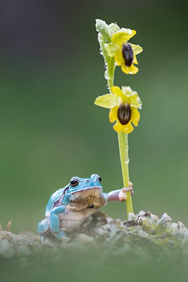 Raganella intermedia & Ophrys lutea - Italian tree frog & Ophrys lutea