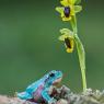 Raganella intermedia & Ophrys lutea - Italian tree frog & Ophrys lutea