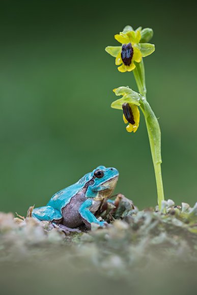 Raganella intermedia & Ophrys lutea - Italian tree frog & Ophrys lutea