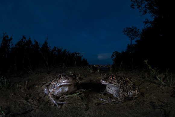 Pelobate fosco - Common spadefoot