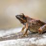 Rana appenninica - Italian stream frog (Rana italica)