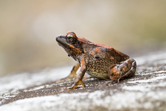 Rana appenninica - Italian stream frog (Rana italica)