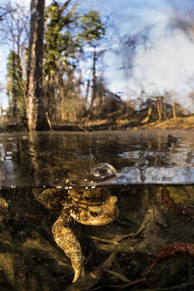 Rospo comune - Common toad