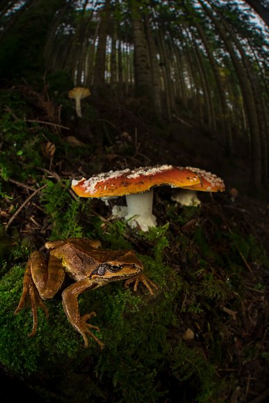 Rana appenninica - Italian stream frog (Rana italica)