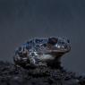 Pelobate fosco - Spadefoot