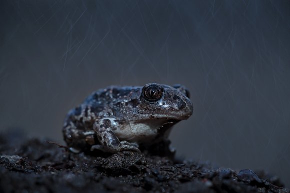 Pelobate fosco - Spadefoot