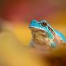 Raganella intermedia - Italian tree frog (Hyla intermedia) 