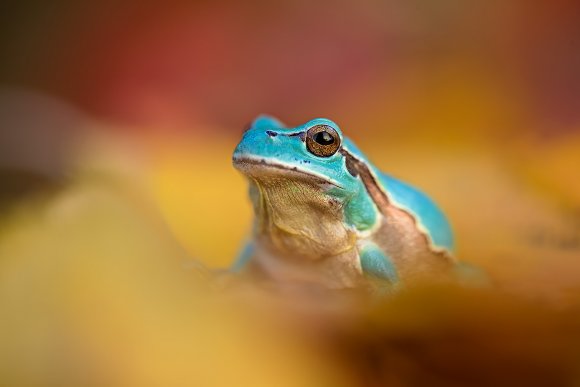 Raganella intermedia - Italian tree frog (Hyla intermedia) 