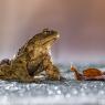 Rospo comune - European Toad (Bufo bufo)