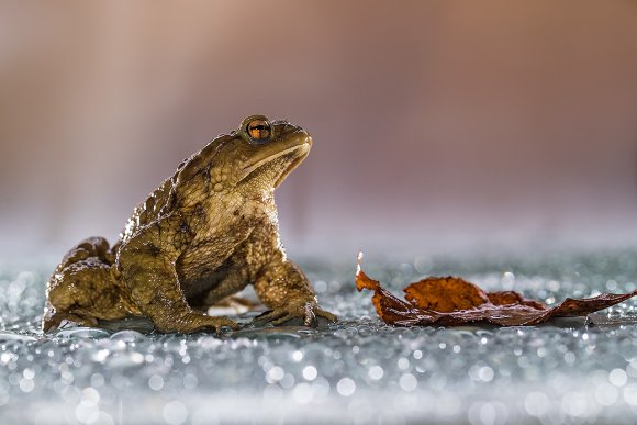 Rospo comune - European Toad (Bufo bufo)