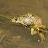 Pelodite punteggiato - Parsley frog (Pelodytes punctatus)