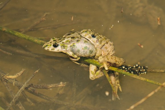 Pelodite punteggiato - Parsley frog (Pelodytes punctatus)