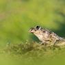 Pelodite punteggiato - Parsley frog (Pelodytes punctatus)