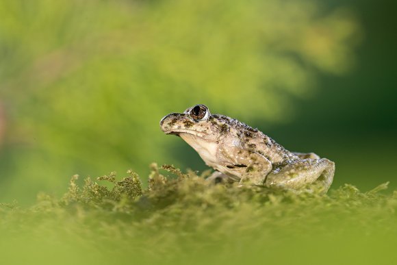 Pelodite punteggiato - Parsley frog (Pelodytes punctatus)