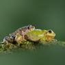 Pelodite punteggiato - Parsley frog (Pelodytes punctatus)