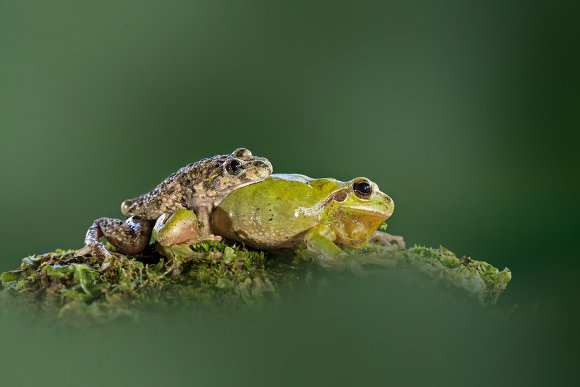 Pelodite punteggiato - Parsley frog (Pelodytes punctatus)