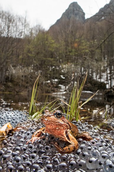 Rana alpina - Common frog (Rana temporaria)