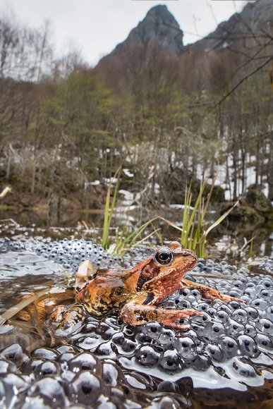 Rana alpina - Common frog (Rana temporaria)