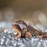 Rana alpina - Common frog (Rana temporaria)