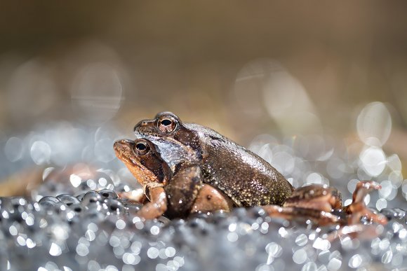 Rana alpina - Common frog (Rana temporaria)