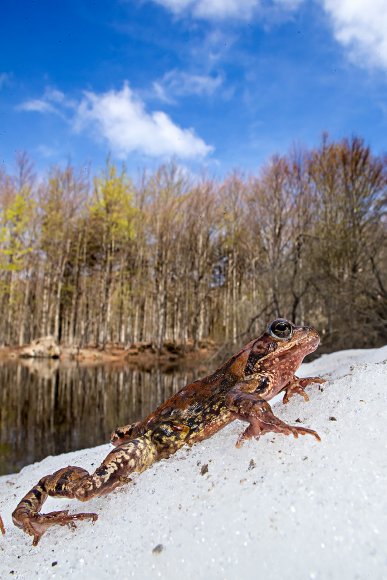 Rana alpina - Common frog (Rana temporaria)