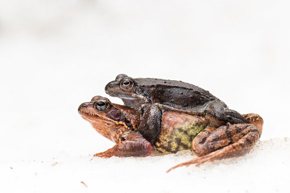 Rana alpina - Common frog (Rana temporaria)