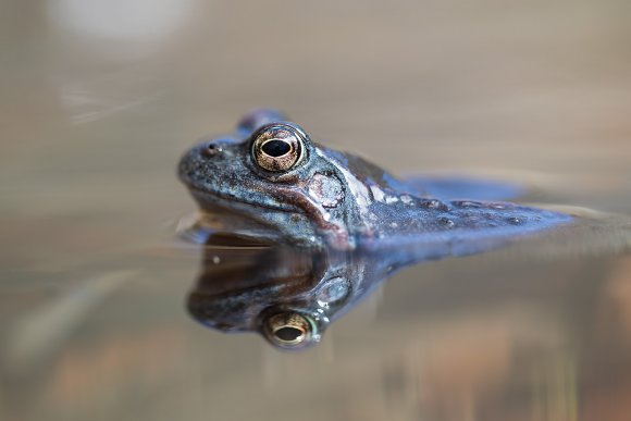 Rana alpina - Common frog (Rana temporaria)