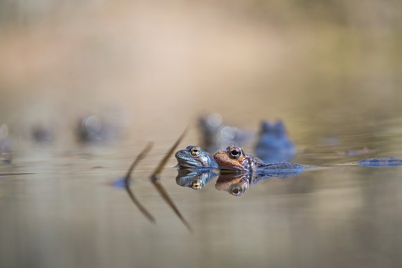 Rana alpina - Common frog (Rana temporaria)