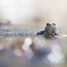 Rana alpina - Common frog (Rana temporaria)