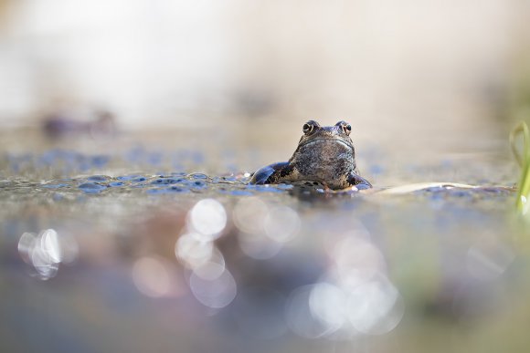 Rana alpina - Common frog (Rana temporaria)