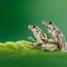 Pelodite punteggiato - Parsley frog (Pelodytes punctatus)