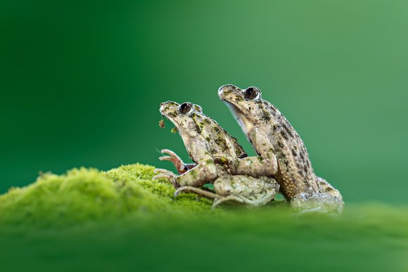 Pelodite punteggiato - Parsley frog (Pelodytes punctatus)