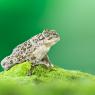 Rospo smeraldino - European green toad (Bufotes viridis)