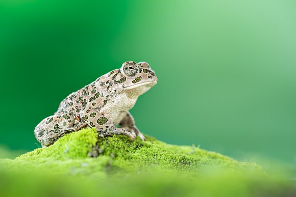 Rospo smeraldino - European green toad (Bufotes viridis)