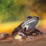 Rana Dalmatina - Agile Frog (Rana Dalmatina)