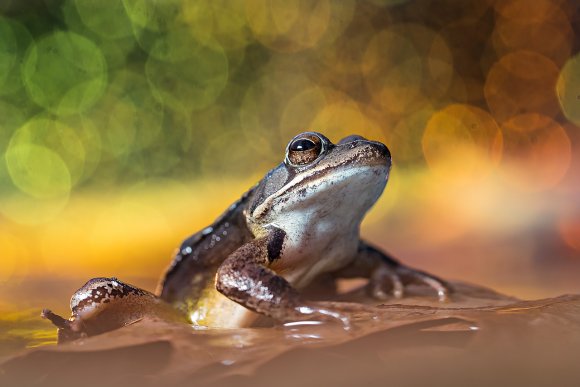 Rana Dalmatina - Agile Frog (Rana Dalmatina)