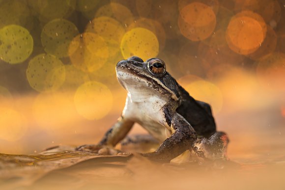 Rana Dalmatina - Agile Frog (Rana Dalmatina)