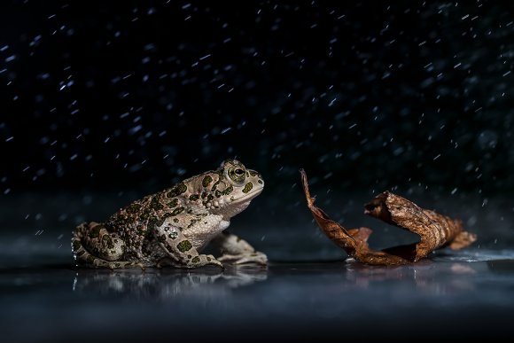 Rospo smeraldino - European green toad (Bufotes viridis)