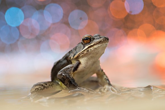 Rana Dalmatina - Agile Frog (Rana Dalmatina)