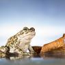 Rospo smeraldino - European green toad (Bufotes viridis)