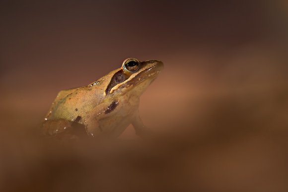 Rana agile - Agile frog (Rana dalmatina)