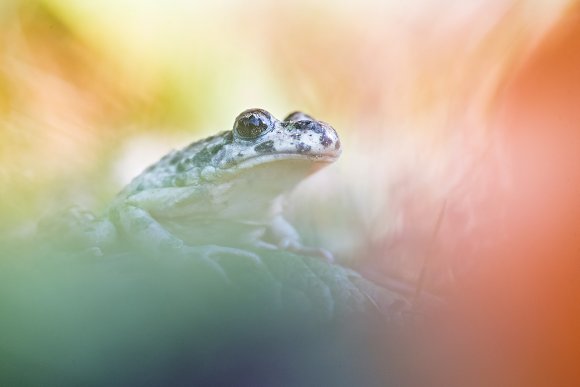 Pelodite punteggiato - Parsley frog