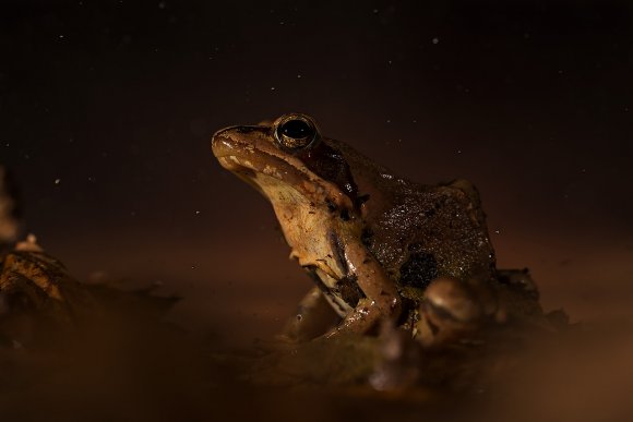 Rana agile - Agile frog (Rana dalmatina)