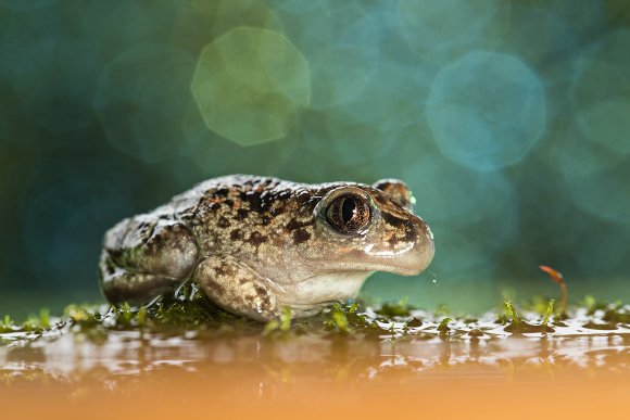 Pelobate fosco -  Common Spadefoot (Pelobates fuscus)