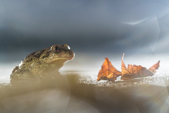 Pelobate fosco - Common spadefoot