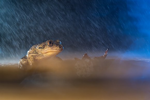 Pelobate fosco - Common spadefoot