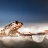 Pelobate fosco - Common spadefoot